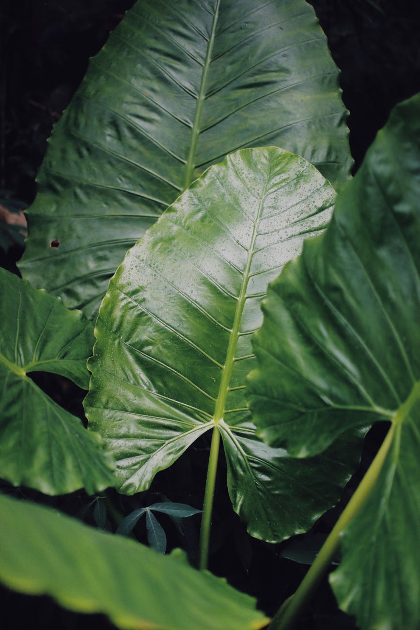 close up of bergenia elephant ears